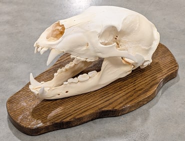Bleached White Black Bear Skull Taxidermy on Plaque