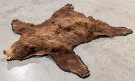 6ft Brown Bear Pelt Rug on Mat Taxidermy