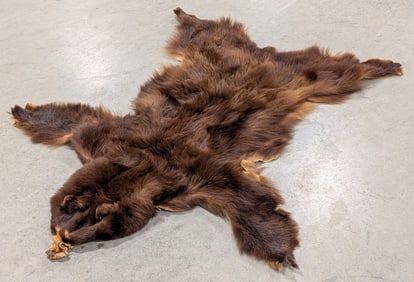 Brown Bear Hide Taxidermy