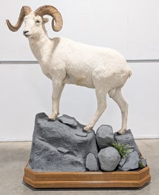 XXL Dall Sheep SCORED 150 3/8 SCI Full Body Taxidermy Mount on Rolling Base