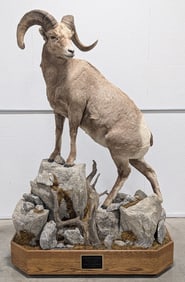 VERY RARE Russian Kamchatka Bighorn Sheep Full Body Taxidermy Mount on Rolling Base