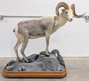XXL Stone Sheep Full Body Taxidermy Mount SCORED 155 5/8 w/ SCI on Rolling Base
