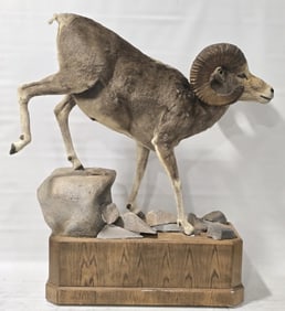 Argali Sheep Full Body Taxidermy Mount Display