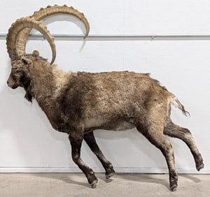 Ibex Full Body Taxidermy Mount