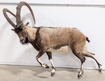 Ibex Full Body Taxidermy Mount Missing Base