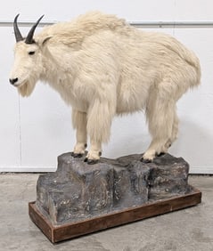 Mountain Goat Full Body Taxidermy Mount on Rolling Base