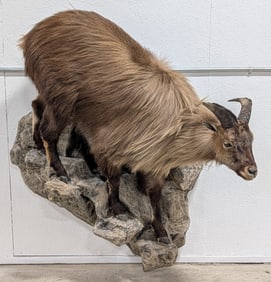 Himalayan Tahr Full Body Taxidermy Wall Mount w/ Base