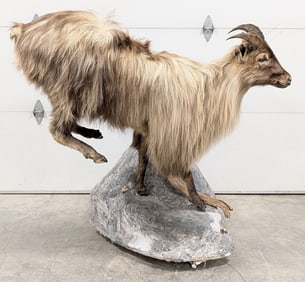 Hiamlayan Tahr Full Body Taxidermy Mount on Rolling Faux Rock Base