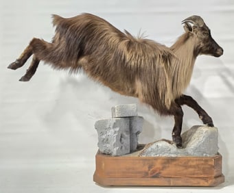 Jumping Himalayan Tahr Full Body Taxidermy Mount