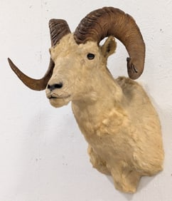 Vtg Dall Sheep Shoulder Mount Taxidermy