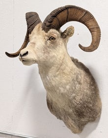 Large Stone Sheep Shoulder Mount Taxidermy