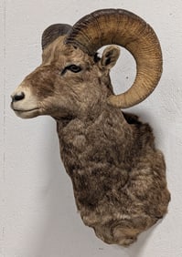 Big Horn Sheep Shoulder Mount Taxidermy