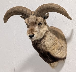 Himalayan Bharal / Blue Sheep Shoulder Mount Taxidermy by Jonas Bros