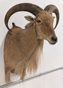Barbary Aoudad Sheep Shoulder Mount Taxidermy