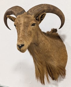 Barbary Aoudad Sheep Shoulder Mount Taxidermy