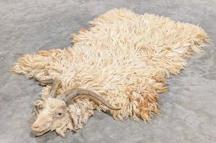 Tanned Angora Sheep Hide & Head Taxidermy Mount