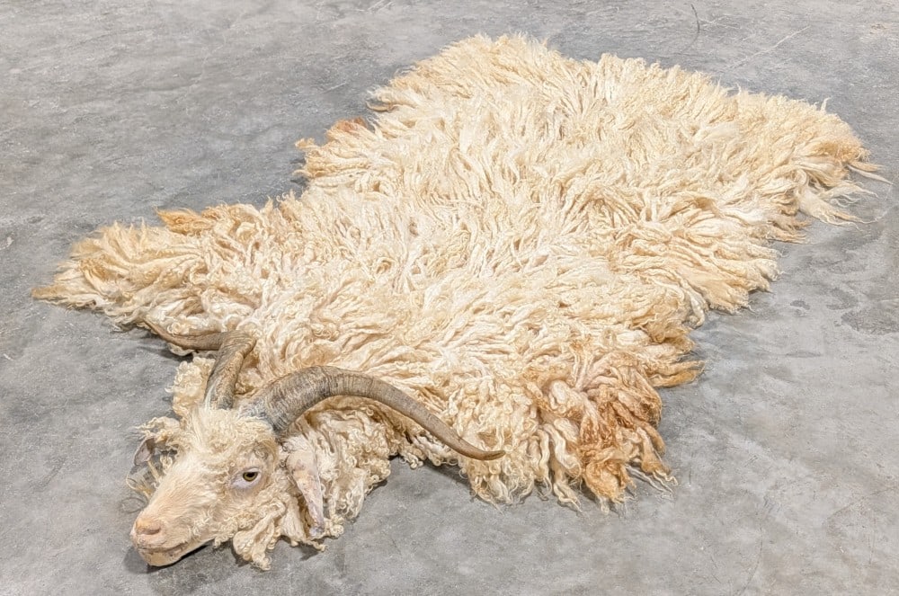 Tanned Angora Sheep Hide & Head Taxidermy Mount: A unique piece not found often. Mount has nice soft wool, evenly outstretched horns, and good details on the face. The wool has natural staining done by the animal on the side, and the tips of the ear
