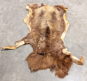 Tanned Barbarossa Ram Hide Taxidermy