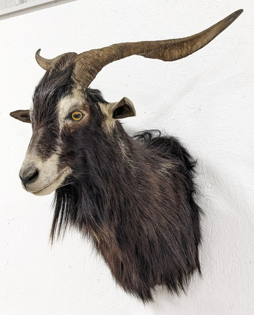 Catalina Spanish Goat Shoulder Mount Taxidermy: Mount is in very nice condition with light wear from display and age. Overall measures in wide x in deep x in tall.? Ref#: 114
