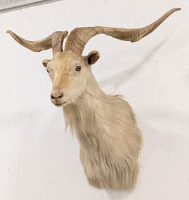 Catalina Island Goat Shoulder Mount Taxidermy
