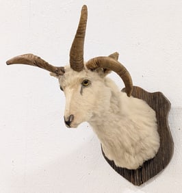 4 Horned Jakobs Ram Shoulder Mount Taxidermy on Barnwood Plaque