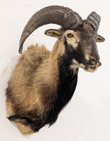 Black & Cream Corsican Ram Shoulder Mount Taxidermy