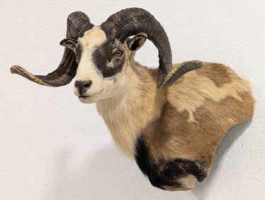 Corsican Ram Shoulder Mount Taxidermy