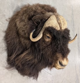 Vtg Muskox Shoulder Mount Taxidermy