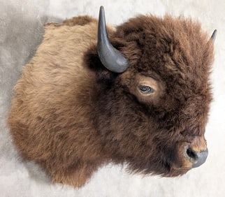 American Bison / Buffalo Shoulder Mount Taxidermy