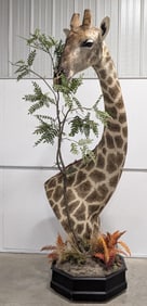 WORLD CLASS Bull Giraffe Pedestal Taxidermy Mount on Rolling Base
