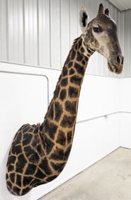 African Giraffe Shoulder Mount Taxidermy