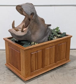 Quality Faux Hippo Shoulder Mount on Rolling Habitat Base