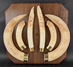African Hippo Tusk Display on Plaque w/ Copper Bases
