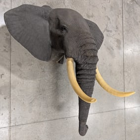 Real Skin African Elephant Shoulder Mount Taxidermy US RESIDENTS ONLY