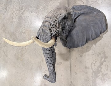 Fiberglass Elephant Shoulder Mount Taxidermy