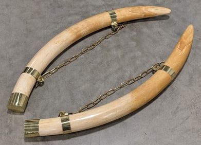 SUPER RARE Pre Ban Elephant Tusks Taxidermy  INDIANA RESIDENTS ONLY