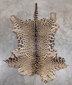 Rare Antique Jaguar Hide Taxidermy w/ Tail IN RESIDENT ONLY