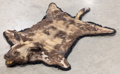 ULTRA RARE African Wild Dog or Painted Dog Hide Taxidermy INDIANA RESIDENTS ONLY