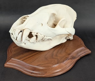 African Hyena Skull Taxidermy Mount on Plaque