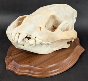 Large African Hyena Skull Taxidermy Mount on Plaque