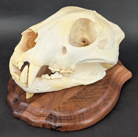 African Leopard Skull on Plaque IN RESIDENTS ONLY