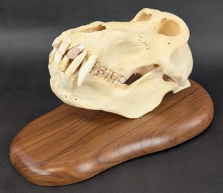 Baboon Skull Taxidermy Mount on Plaque