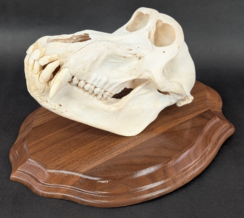 Baboon Skull Taxidermy Mount on Plaque: Skull is in very nice condition with a white finish with some yellowing, and all of the original teeth. Mount can be either hung on a wall, or placed on a table. Skull measures approx 9-1/2in long x 5