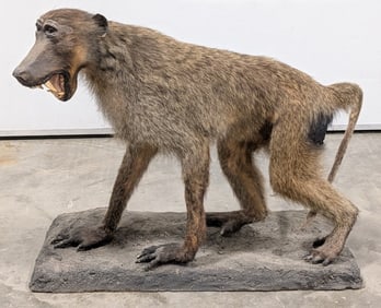 Screeching Baboon Full Body Taxidermy Mount on Base