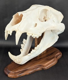 Very Large African Lion Skull Taxidermy on Plaque IN RESIDENTS ONLY
