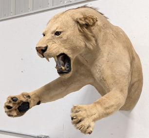 Vtg Lunging Lion Half Body Taxidermy Mount **INDIANA RESIDENTS ONLY**