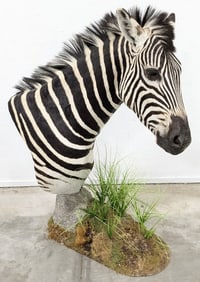 African Zebra Free Standing Shoulder Mount Taxidermy on Base