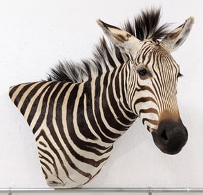 African Zebra Taxidermy Shoulder Mount