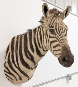 Vtg Zebra Shoulder Mount Taxidermy
