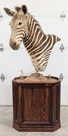 African Zebra Shoulder Mount Taxidermy on Pedestal Base